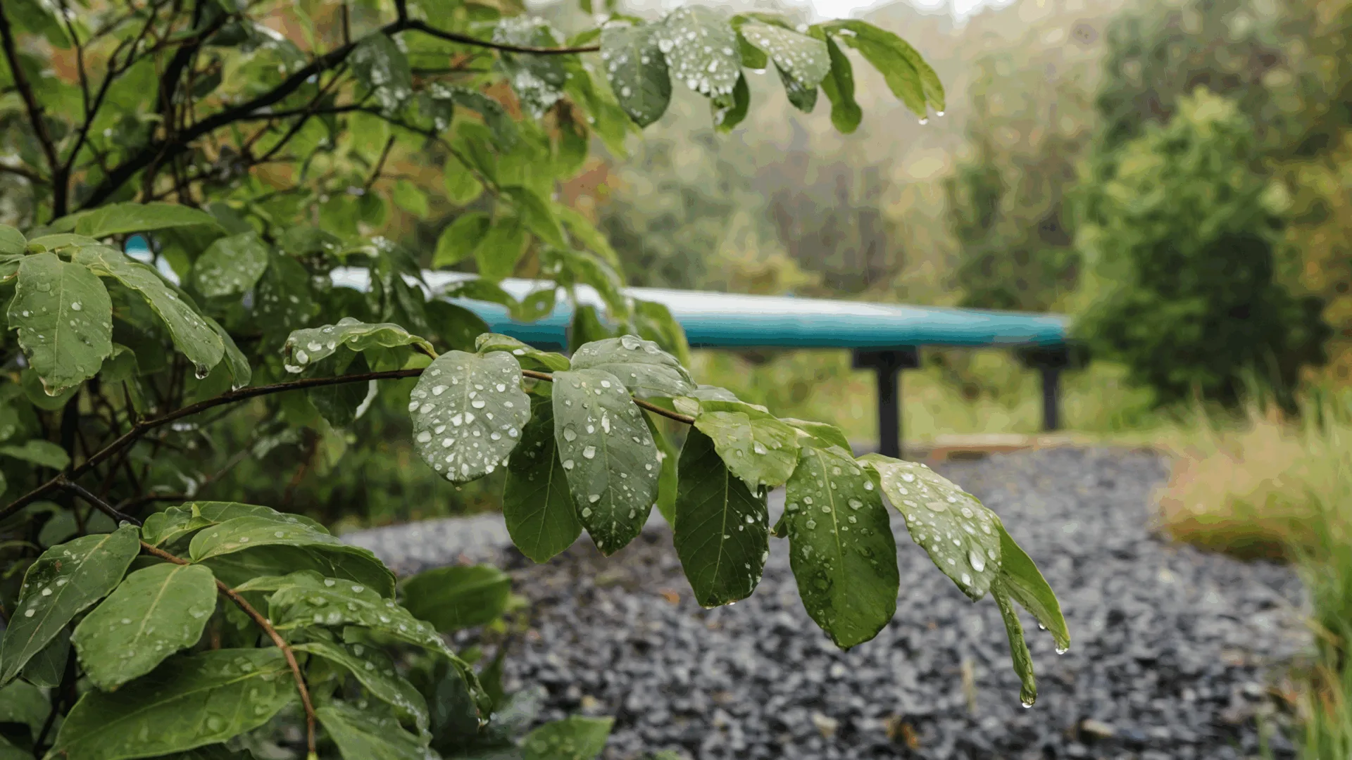 Grüne Blätter mit Wassertropfen, im Hintergrund eine grüne Rohrleitung und verschwommene Bäume.